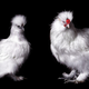 two of the prettiest chickens i've ever seen